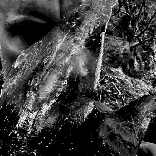 Albumcover En Skog av Nidstang von Taake (2026, Dark Essence Records)